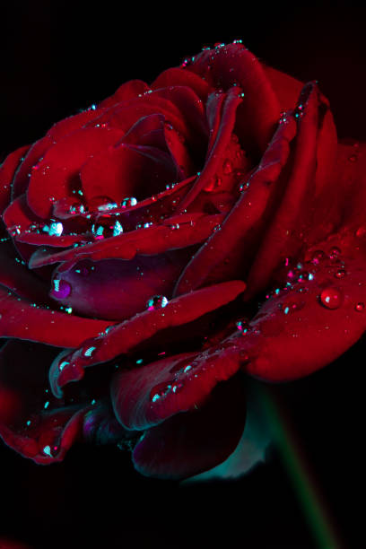 istock Flowers with dew in the dark night 2198522142