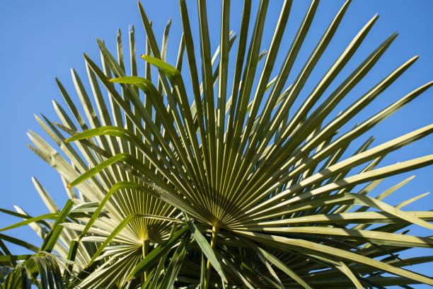 istock Palm tree, tropical sunlight on green leaves, summer vacation on a sunny beach. 2198522237