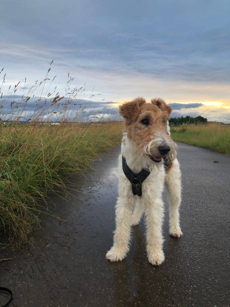 istock Walking at dusk – A dog enjoys the evening atmosphere 2198522289