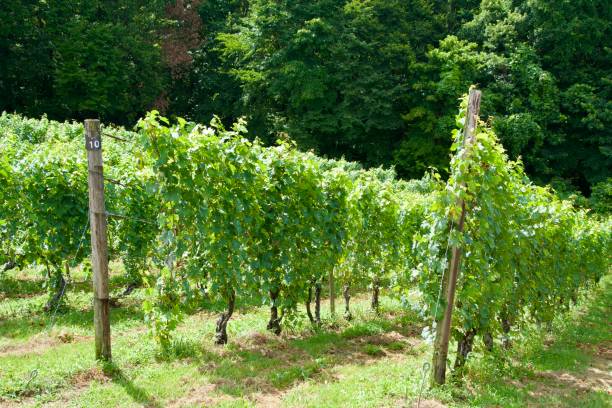 istock Landscape of vineyards bathed in light 2198522562