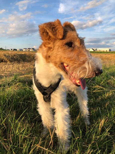 istock Happy dog in a field 2198523045