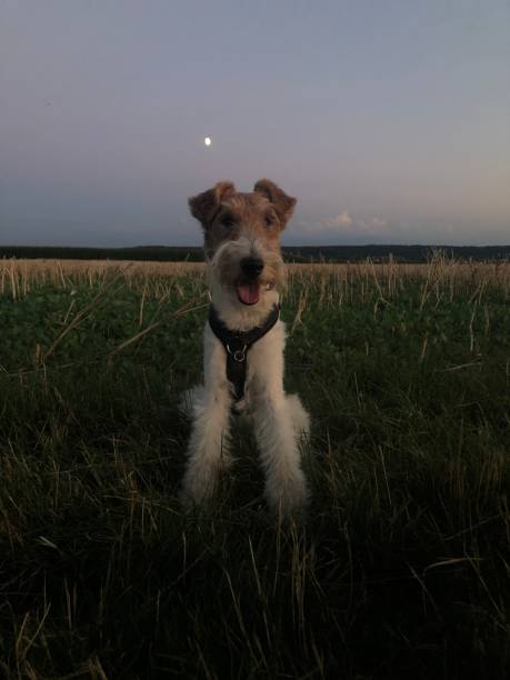 A Dog’s Twilight Moment