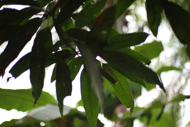 istock A Glimpse into the Canopy: Sunlight Filtering Through Verdant Green Leaves 2198523363