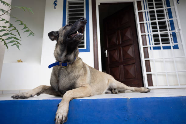Shepherd dog kept a wary eye on the noisy surroundings