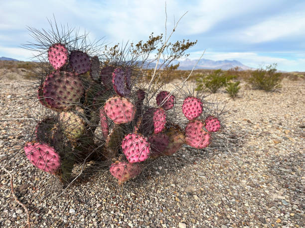 istock Violet Pricklypear also known as Opuntia Gosseliniana 2198524237