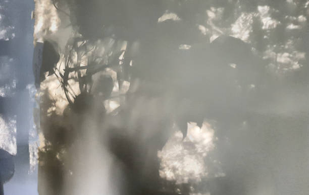 Abstract shadow patterns of branches and leaves projected onto a frosted glass or wall. The soft, blurred effect creates a mysterious and artistic atmosphere, with subtle contrasts between light and shadow.
