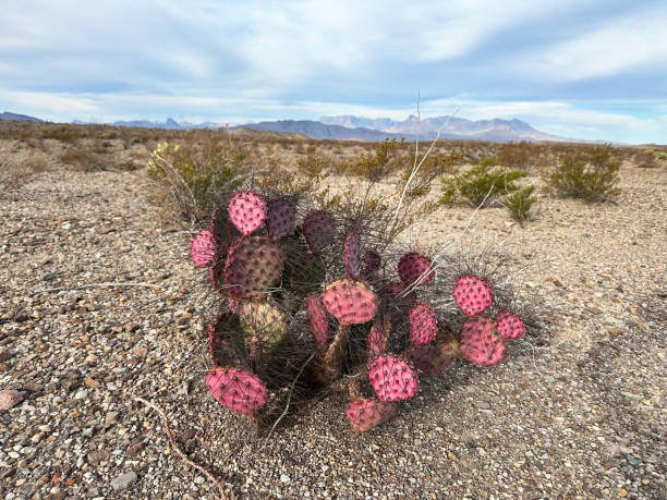 istock Violet Pricklypear also known as Opuntia Gosseliniana 2198524273