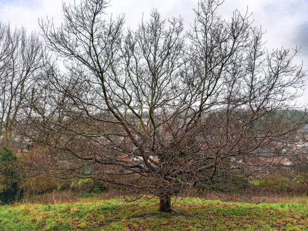 istock Leafless Tree in a Scenic Winter Landscape With Grass and Suburban Background 2198527672