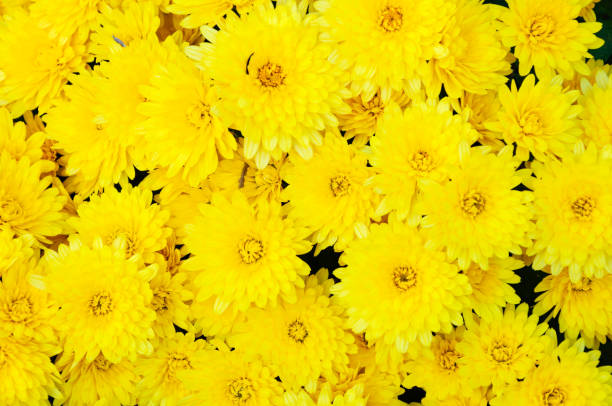 istock Bright yellow chrysanthemums filling the frame 2198528413