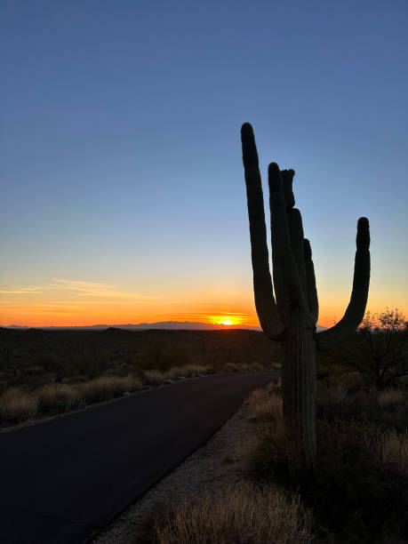 istock Sunset at Saguaro National Park 2198529201