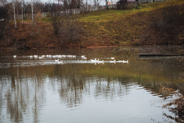 A group of ducks peacefully float on the still surface of a pond, beautifully reflecting the serene autumn landscape and the gentle rolling hills that rise in the background