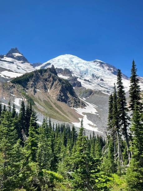 istock Verdant Forest and Pine Trees in Front of Snow-Capped Rainier (Mount Rainier National Park, Washington, USA) 2198531051