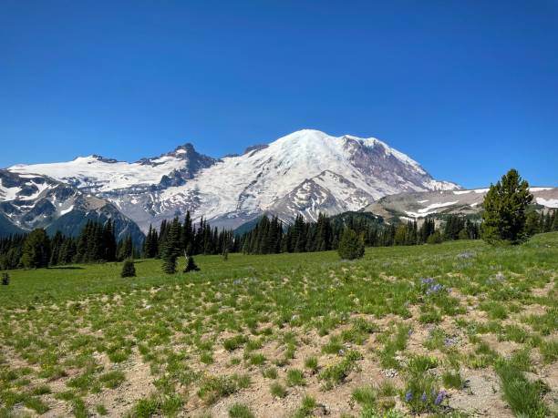 istock Wide view of Mount Rainier with snow and green foreground (Mount Rainier National Park, Washington, USA) 2198531069