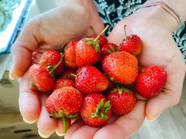 A person is delicately cradling a lovely bunch of fresh strawberries within their hands, highlighting the vibrant red color and soft, delicate texture of these delightful fruits
