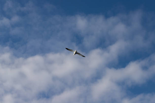 istock Seagull in the sky, flying over the ocean, hovering above the waves, soaring with the herd 2198531902