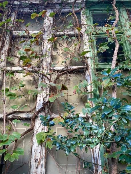 istock Ivy crawling up a window with wooden frame (New York, New York, USA) 2198532444