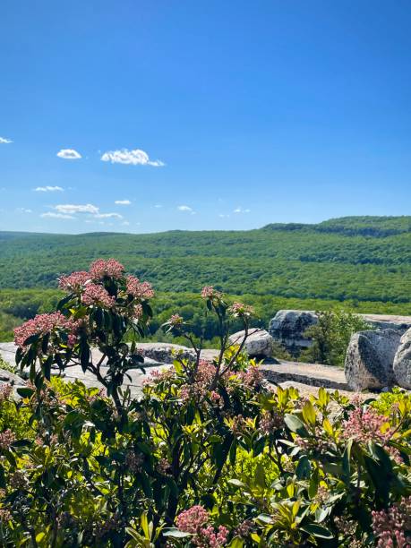 istock Pink Flowers on a Rocky Cliff (Minnewaska State Park, New York, USA) 2198532750