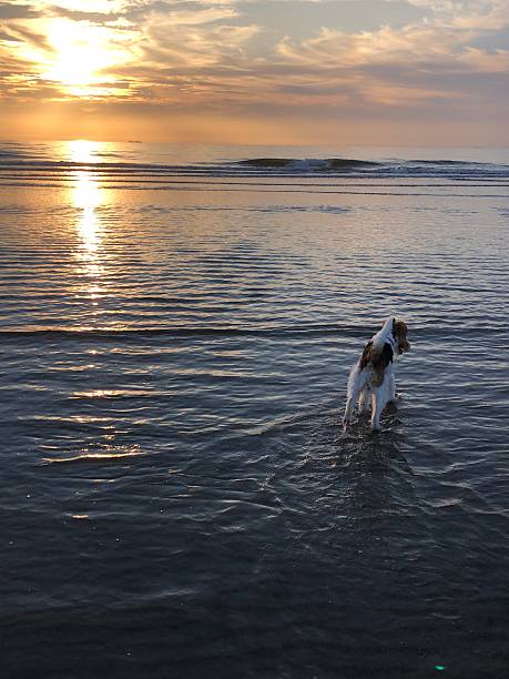 istock Fox Terrier runs into the sea at sunset 2198532765