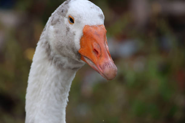 istock Close up head White goose in garden 2198533075