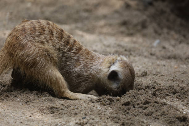 istock The meerkat is stay in garden 2198533088