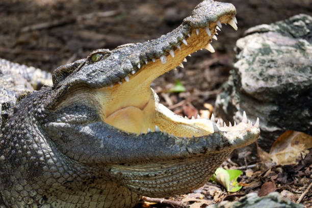 istock Close up crocodile is action show head 2198533093