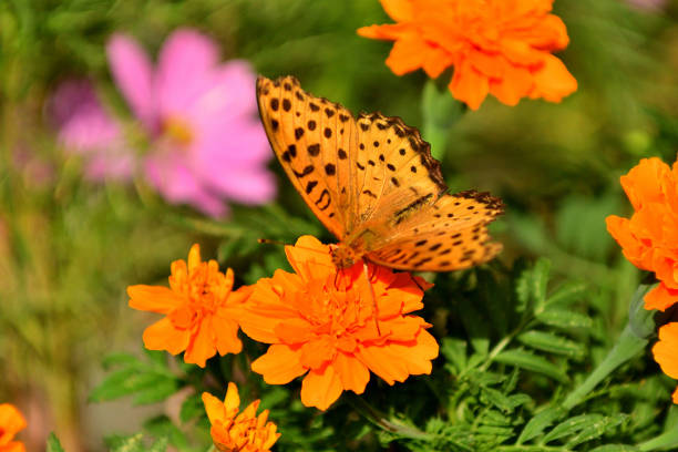 Zinnia is a genus of about 20 species of annual plants of daisy family. Zinnia has a bright, solitary, daisy-like flower-head on a single, erect stem and bloom in a wide variety of colors with large, mixed flowers.The butterfly in the photo is called Indian fritillary butterfly.