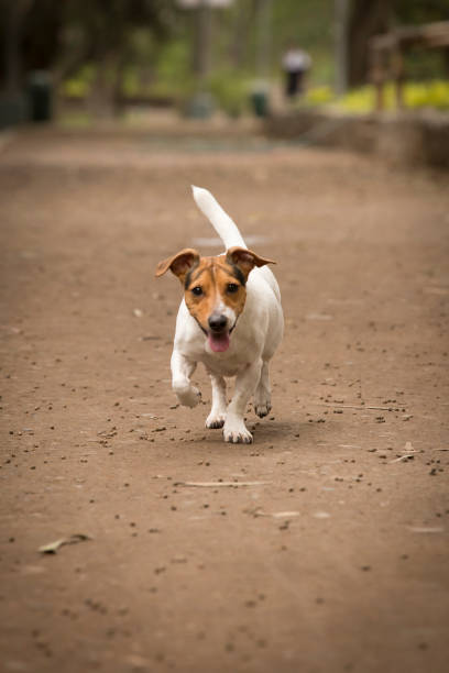 istock Jack Russell Terrier running on the ground walking path road in the park. Selective focus. 2198534168