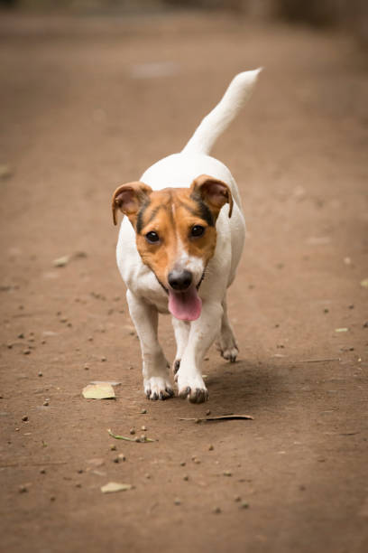 istock Jack Russell Terrier running on the ground walking path road in the park. Selective focus. 2198534173