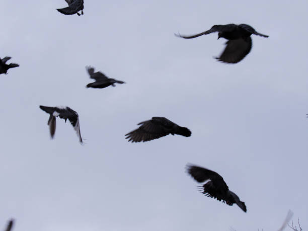 istock Close-up pigeons against the backdrop of a cloudy sky 2198534973