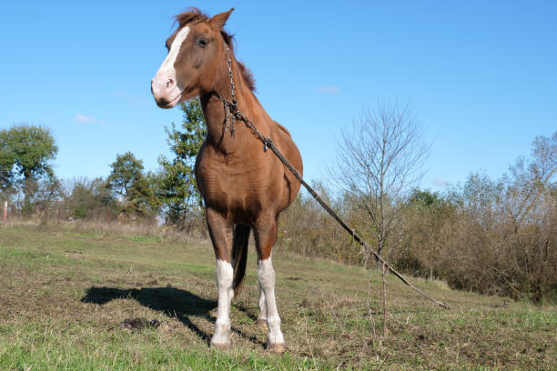 Horses graze in the field. Agriculture. Caring for horses.