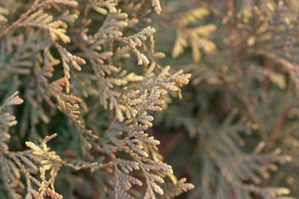 istock Evergreen shrub in close up 2198535903