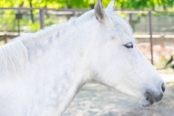 purebred horse portrait during competition training