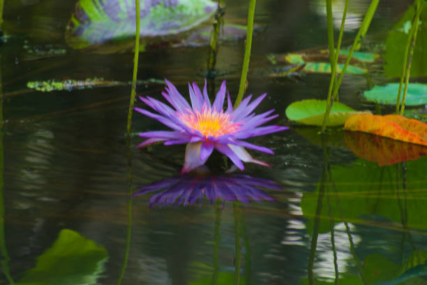 istock A Purple Lotus Water Lily Flower Head 2198537490