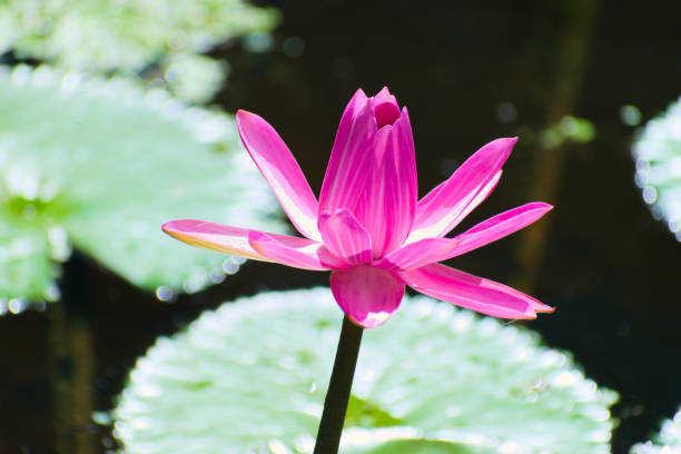 istock A Pink Lotus Water Lily Flower Head 2198537526