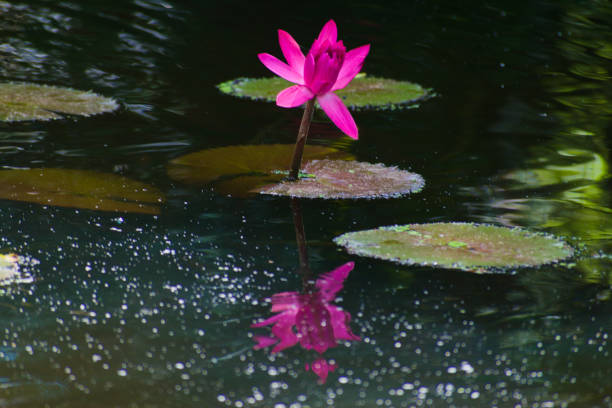 Water Lily in Pond