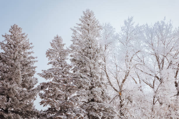 Rural Minnesota landscape with beautiful frost covered trees.