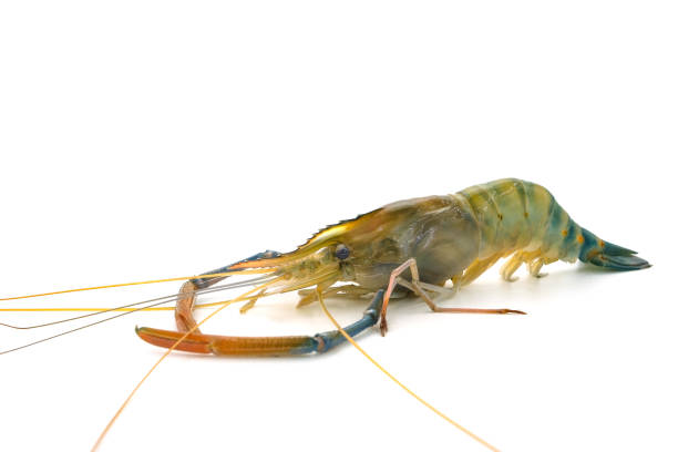 istock Fresh river prawns isolated on white background. Big freshwater prawns. River prawns for cooking. 2198537787