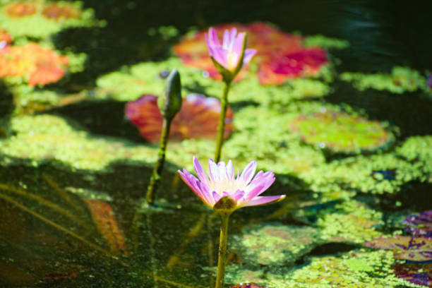Vero Beach, FL, USA, July 2, 2024: waterscape, beautiful lotus flowers in the pond in Mckee Botanical Garden.