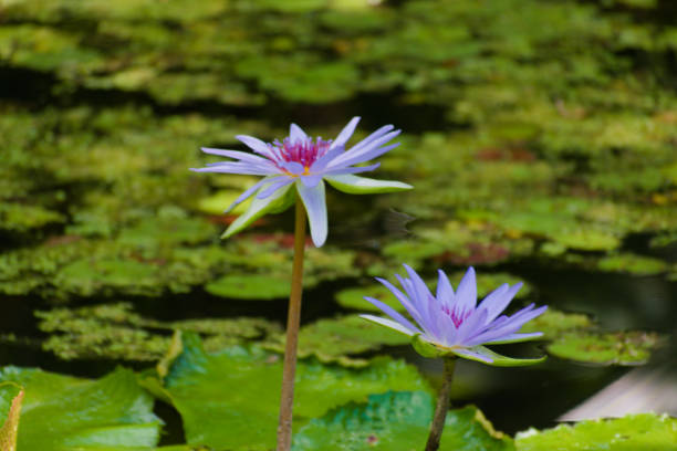 istock Beautiful Lotus Flowers in the Pond 2198538588