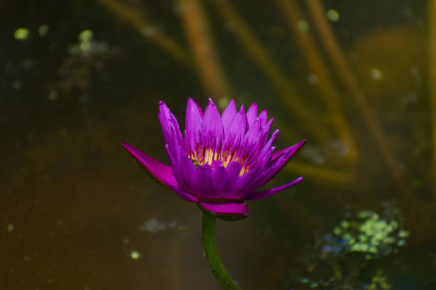 Vero Beach, FL, USA, July 2, 2024: close up, a purple lotus water lily flower head above water.