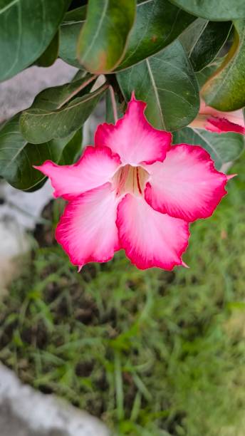 istock Red flowers in the garden 2198540613