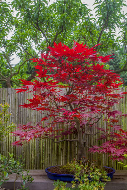 istock Idyllic view with Japanese maple trees (bonsai variant)on table  in Japanese garden 2198540876