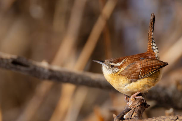 istock up close Carolina wren resting on a branch. 2198541371