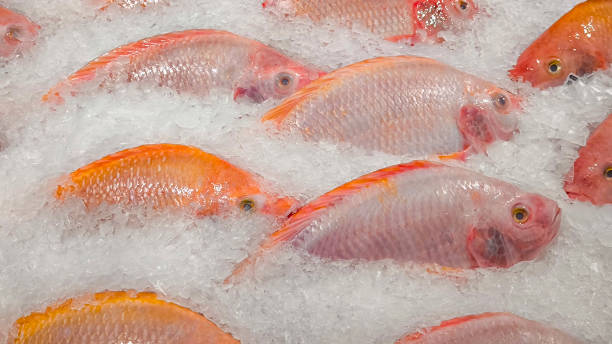 istock Red-skinned sea fish on ice at the fresh market 2198542307