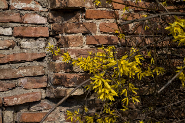 Forsythia bush in bloom with a brick wall as background