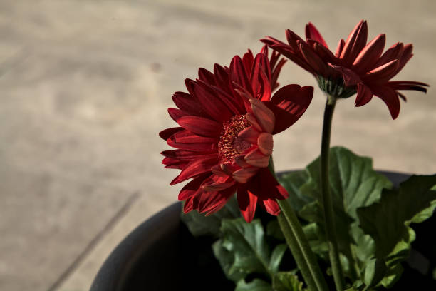 Close-up of beautiful red Gerbera flowers. Shallow depth of field, beautiful defocused lights bokeh.