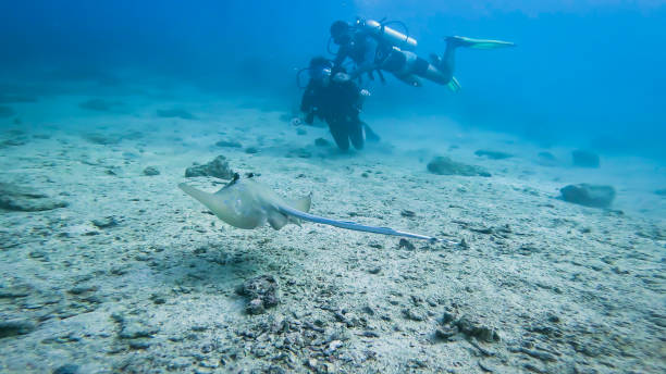 istock girl doing scuba adventurous deep-sea dive with dive master underwater and stingray close-up view 2198545846