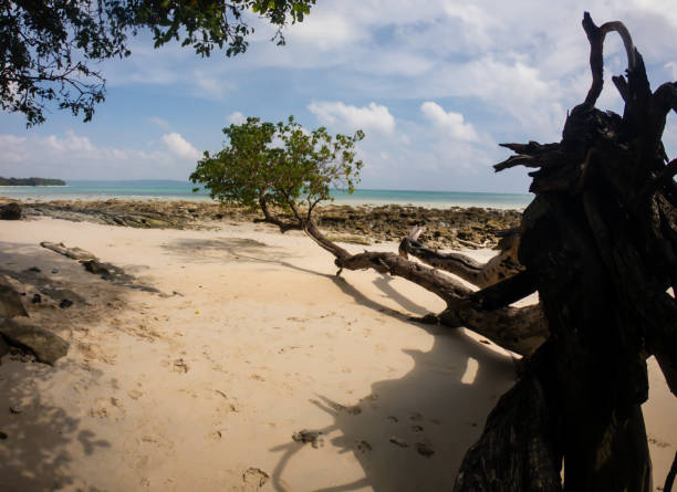 istock falling tree leading to sea with bright blue sky at morning 2198545882
