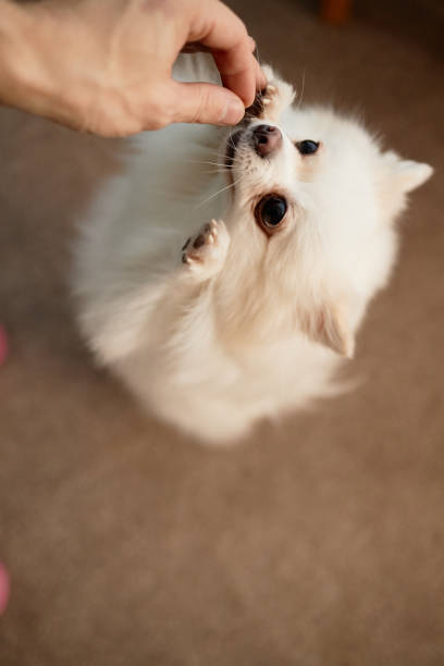 istock Feeding Small Fluffy White Dog from Hand 2198546075