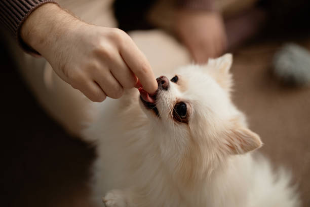 istock Feeding Adorable Pomeranian Puppy With Gentle Hand 2198546089